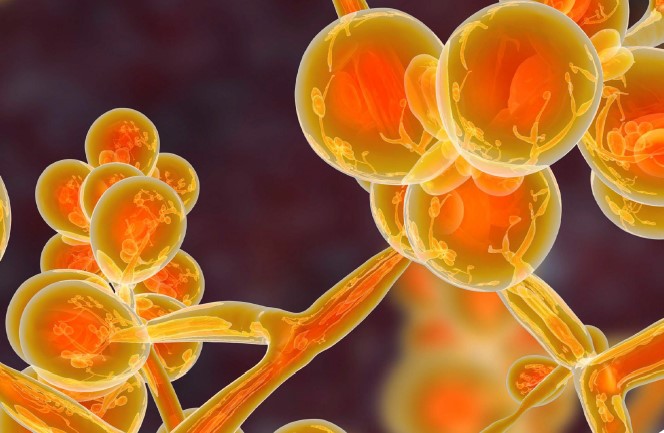 Accedé a la revista Bioreview en forma gratuita